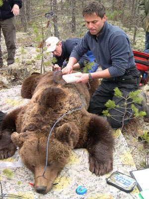 Andreas Zedrosser måler kroppsfettandel av en stor hannbjørn. Foto